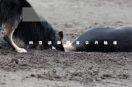 网贷逾期两年又开始催