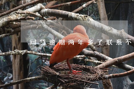 网贷逾期两年多了联系不上客服 网贷逾期两年多了联系不上客服