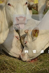网贷逾期两年还会自动扣吗 网贷逾期两年还会自动扣吗