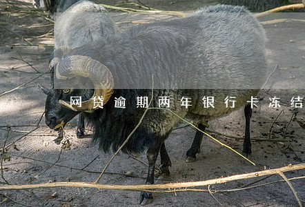 网贷逾期两年银行卡冻结 网贷逾期两年银行卡冻结