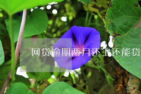 网贷逾期两月还上还能贷吗 网贷逾期两月还上还能贷吗