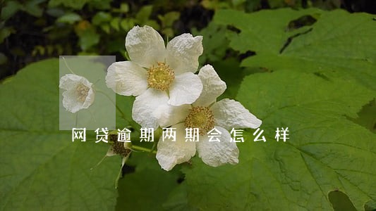 网贷逾期两期会怎么样 网贷逾期两期会怎么样