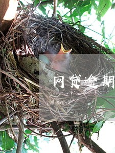 网贷逾期两百多天庭审通知 网贷逾期两百多天庭审通知