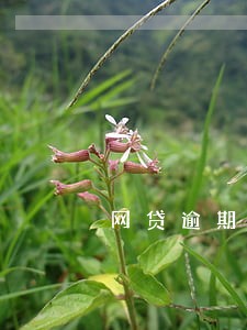 网贷逾期严重的图片 网贷逾期严重的图片