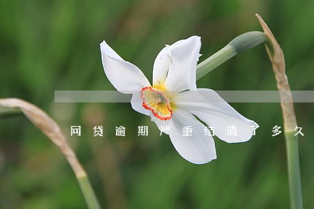 网贷逾期严重结清了多久能房贷 网贷逾期严重结清了多久能房贷