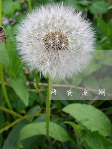 网贷逾期中国执行信息公开网 网贷逾期中国执行信息公开网