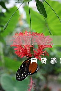 网贷逾期中经天平 网贷逾期中经天平