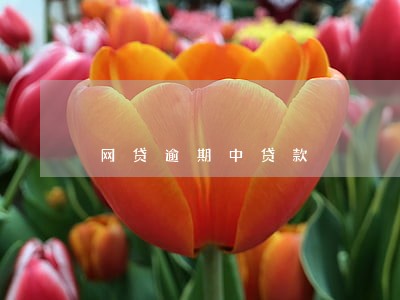 网贷逾期中贷款 网贷逾期中贷款