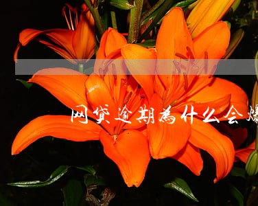 网贷逾期为什么会爆通讯录 网贷逾期为什么会爆通讯录