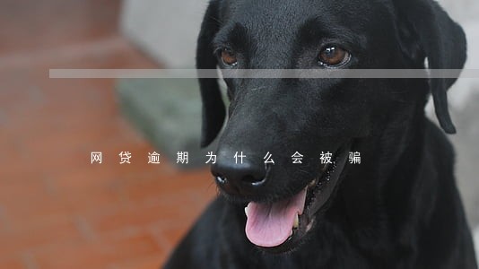 网贷逾期为什么会被骗 网贷逾期为什么会被骗