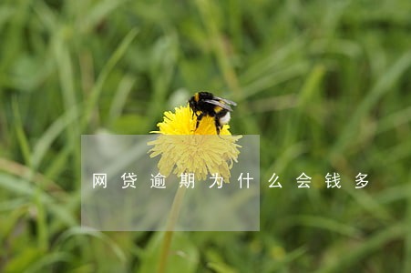 网贷逾期为什么会钱多 网贷逾期为什么会钱多