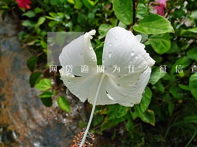 网贷逾期为什么征信查不到 网贷逾期为什么征信查不到