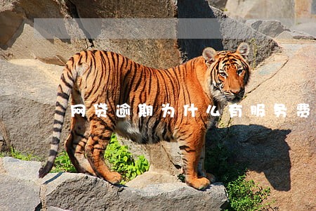 网贷逾期为什么有服务费 网贷逾期为什么有服务费