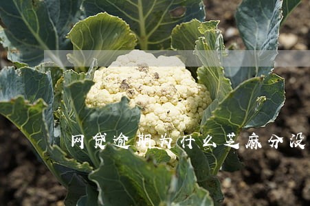 网贷逾期为什么芝麻分没了 网贷逾期为什么芝麻分没了
