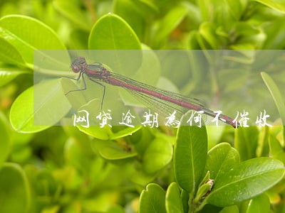 网贷逾期为何不催收 网贷逾期为何不催收