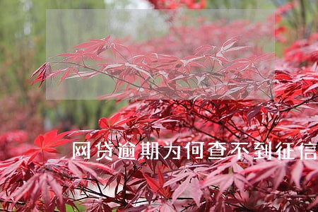 网贷逾期为何查不到征信 网贷逾期为何查不到征信