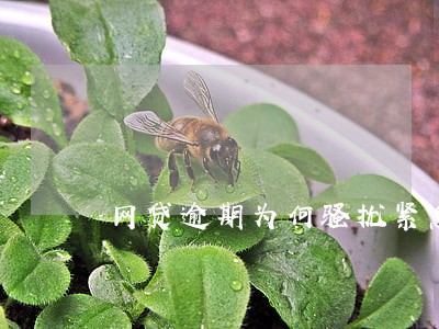 网贷逾期为何骚扰紧急联系人 网贷逾期为何骚扰紧急联系人