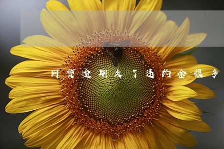 网贷逾期久了违约金很多怎么办 网贷逾期久了违约金很多怎么办