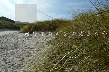 网贷逾期之后征信怎么修复 网贷逾期之后征信怎么修复