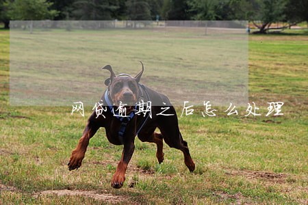 网贷逾期之后怎么处理
