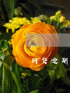 网贷逾期之后手机关机可以吗 网贷逾期之后手机关机可以吗