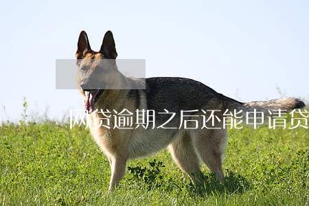 网贷逾期之后还能申请贷款