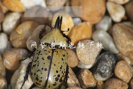 网贷逾期也能下款 网贷逾期也能下款