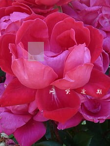 网贷逾期买交通险 网贷逾期买交通险