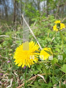网贷逾期买手机可以分期吗 网贷逾期买手机可以分期吗