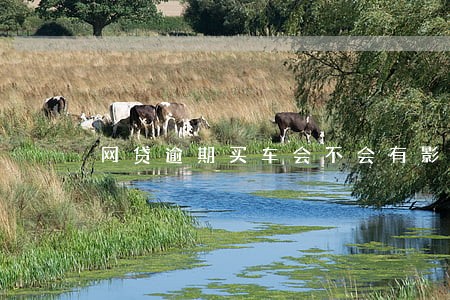 网贷逾期买车会不会有影响 网贷逾期买车会不会有影响