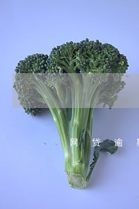 网贷逾期买风险报告