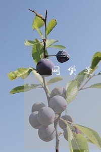 网贷逾期乱发信息 网贷逾期乱发信息