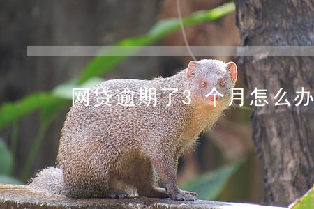 网贷逾期了3个月怎么办 网贷逾期了3个月怎么办