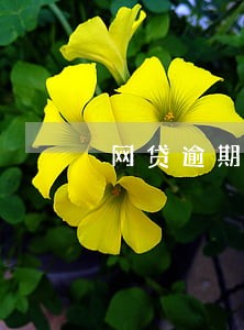 网贷逾期了一千多影响坐飞机吗 网贷逾期了一千多影响坐飞机吗