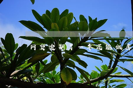 网贷逾期了一年还能做房贷吗