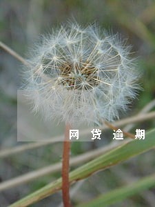 网贷逾期了不能交医保嘛 网贷逾期了不能交医保嘛