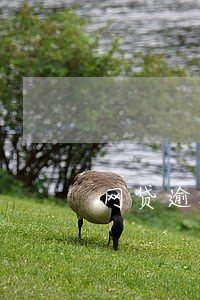 网贷逾期了不还了 网贷逾期了不还了