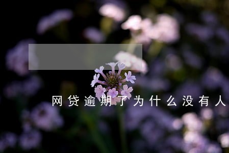 网贷逾期了为什么没有人催收 网贷逾期了为什么没有人催收