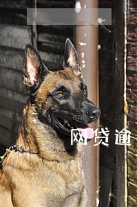 网贷逾期了以后能分期买房吗 网贷逾期了以后能分期买房吗