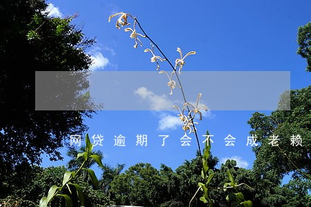 网贷逾期了会不会成老赖 网贷逾期了会不会成老赖