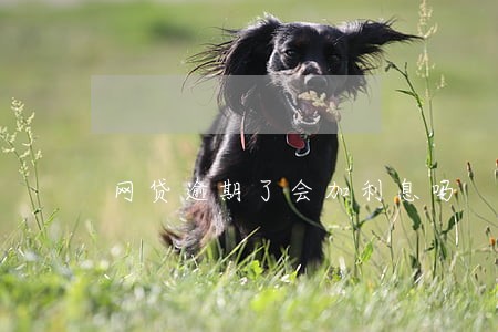 网贷逾期了会加利息吗 网贷逾期了会加利息吗