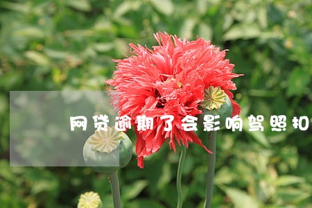网贷逾期了会影响驾照扣分吗 网贷逾期了会影响驾照扣分吗
