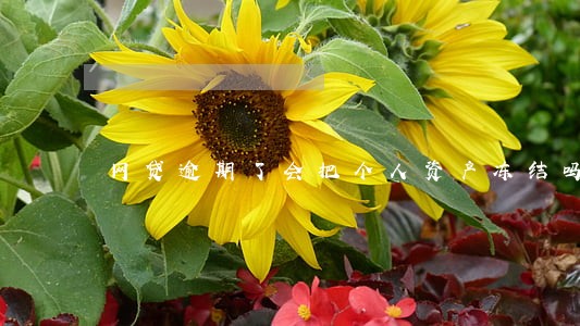 网贷逾期了会把个人资产冻结吗 网贷逾期了会把个人资产冻结吗