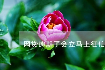 网贷逾期了会立马上征信吗 网贷逾期了会立马上征信吗