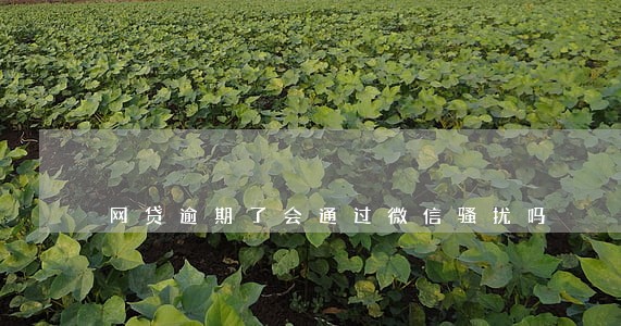 网贷逾期了会通过微信骚扰吗 网贷逾期了会通过微信骚扰吗
