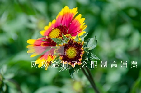 网贷逾期了会限制高消费吗 网贷逾期了会限制高消费吗