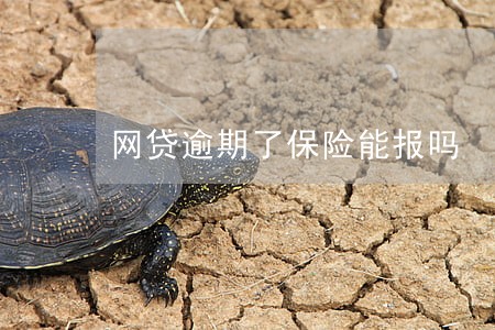 网贷逾期了保险能报吗 网贷逾期了保险能报吗