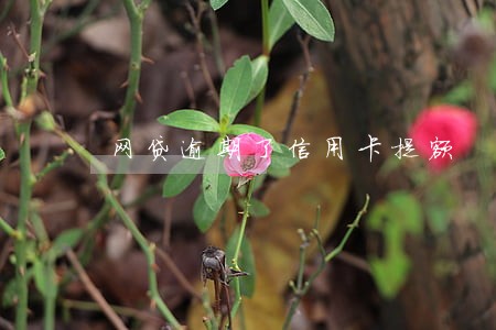 网贷逾期了信用卡提额 网贷逾期了信用卡提额