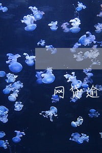 网贷逾期了信用卡还有必要养吗 网贷逾期了信用卡还有必要养吗