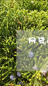 网贷逾期了信用卡还能正常用吗 网贷逾期了信用卡还能正常用吗